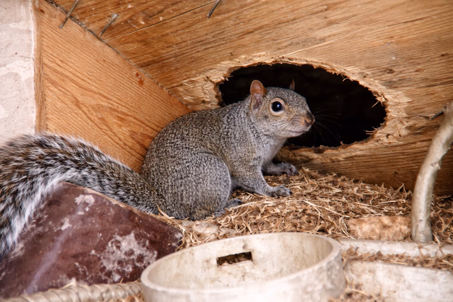 Squirrel nesting inside attic insulation near a roof entry hole requiring wildlife removal.