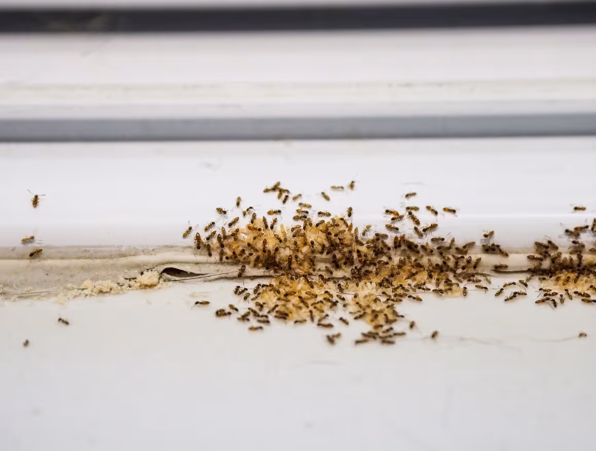 Ant infestation along an interior baseboard with visible trail and debris.