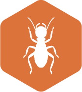 Protect your home from costly termite damage in the outer banks, nc with first light pest control