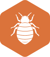 Targeted treatments to eliminate bed bugs in the outer banks, nc