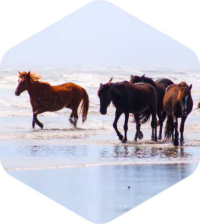 Duck Town Park boardwalk and waterfront in Duck, North Carolina on the Outer Banks
