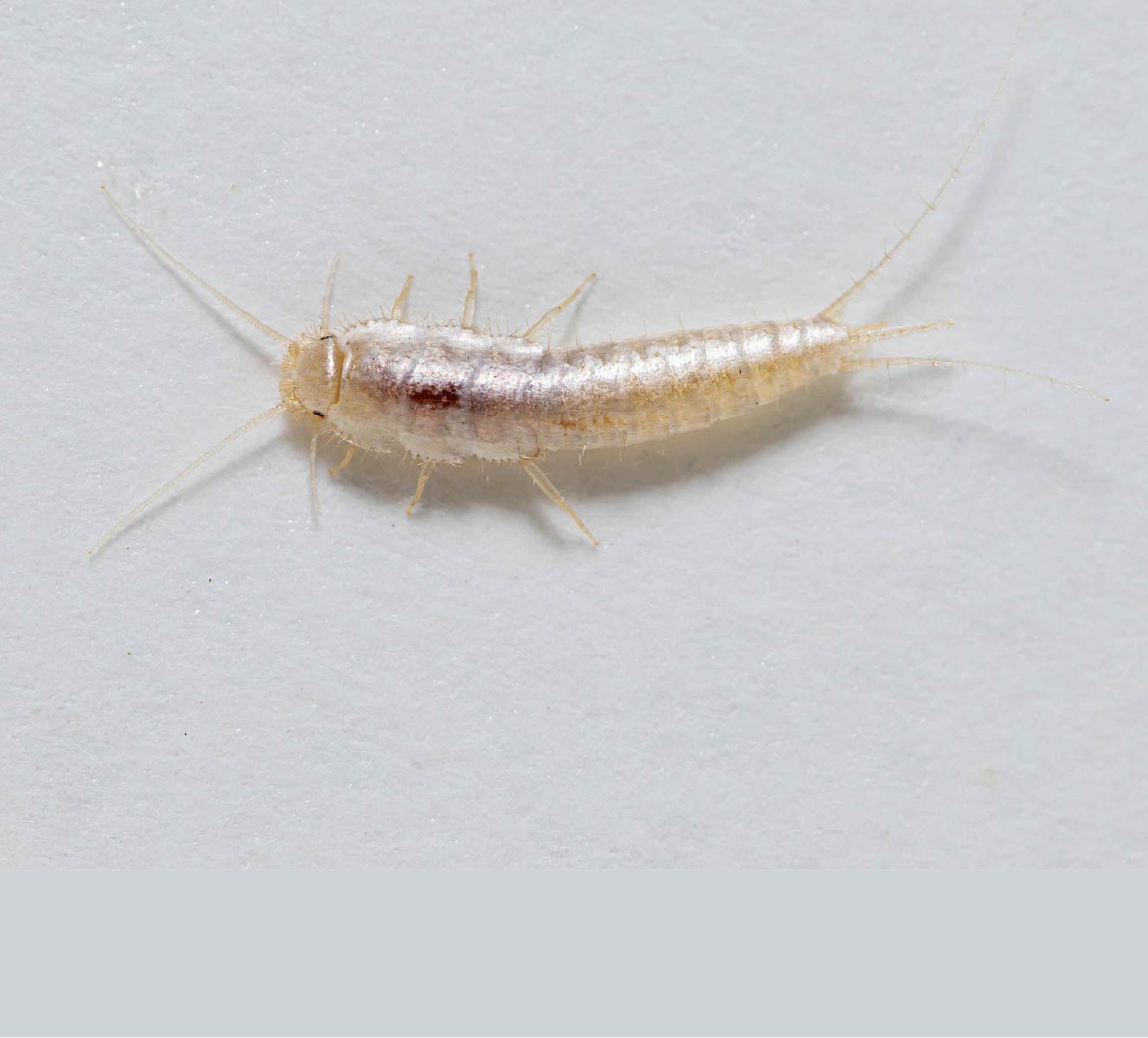 Silverfish are common in Outer Banks homes, thriving in humid areas like bathrooms, kitchens, and crawlspaces. They feed on paper, fabrics, and other household materials, often causing damage to stored items over time.