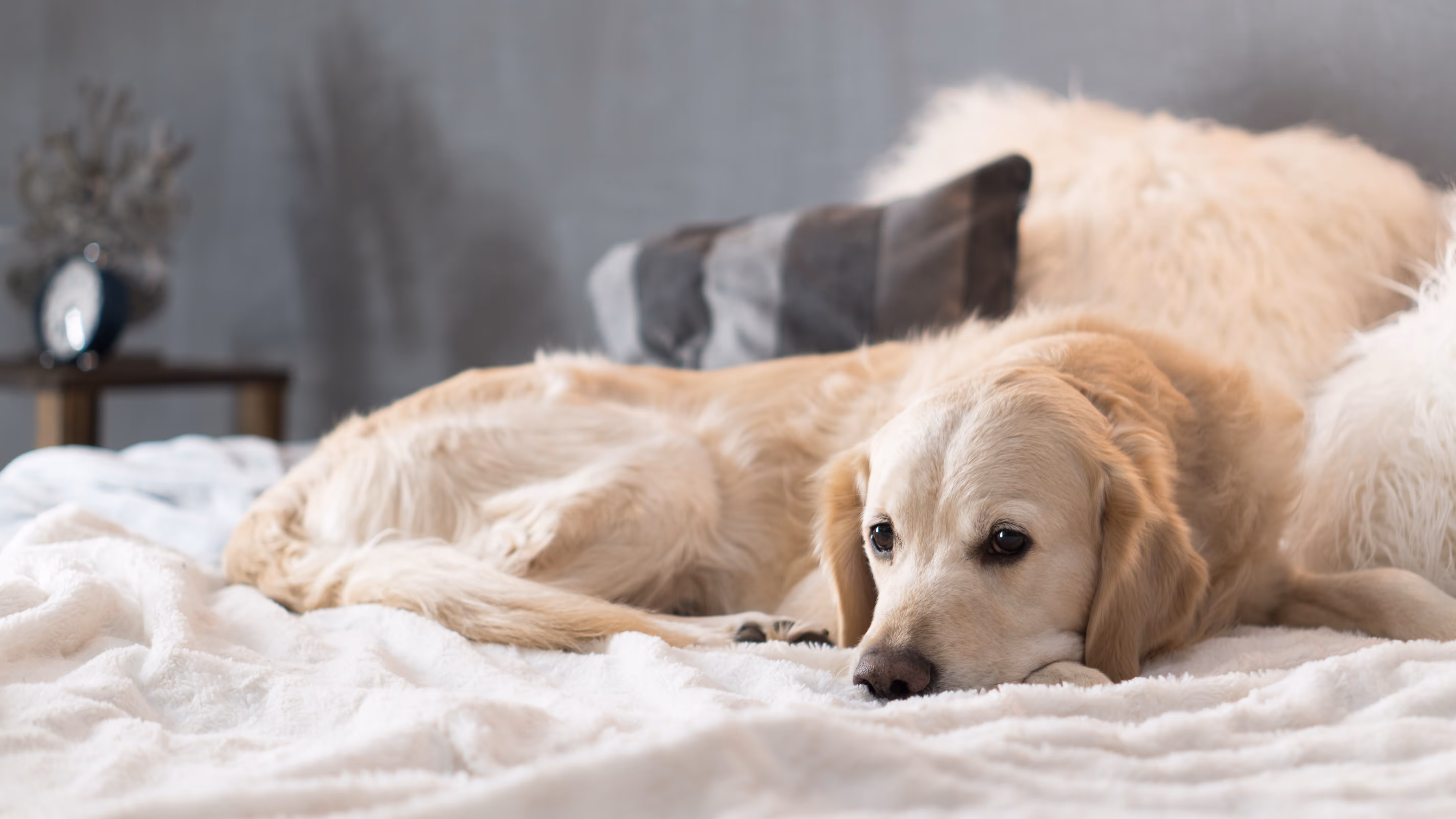 Woman holding dog laying on the couch