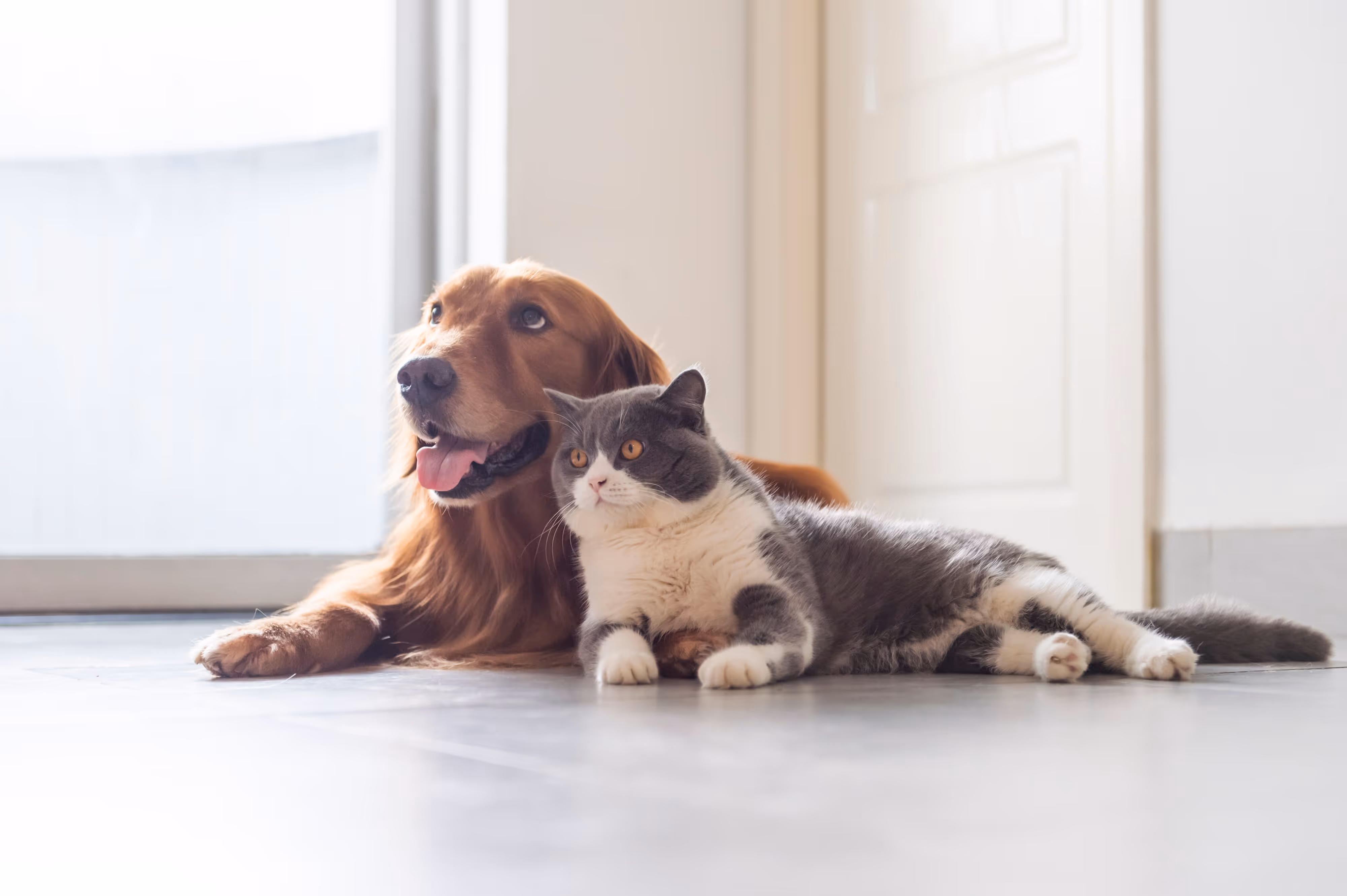 Dog and cat laying on the floor
