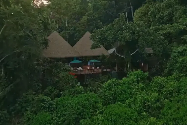 Thatched-roof huts with a wooden deck and turquoise umbrellas nestled in dense lush green forest.