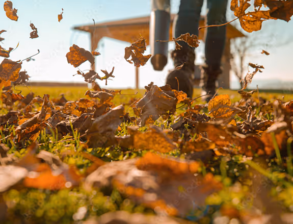 Person blowing dry autumn leaves off grass near a wooden shelter on a sunny day.