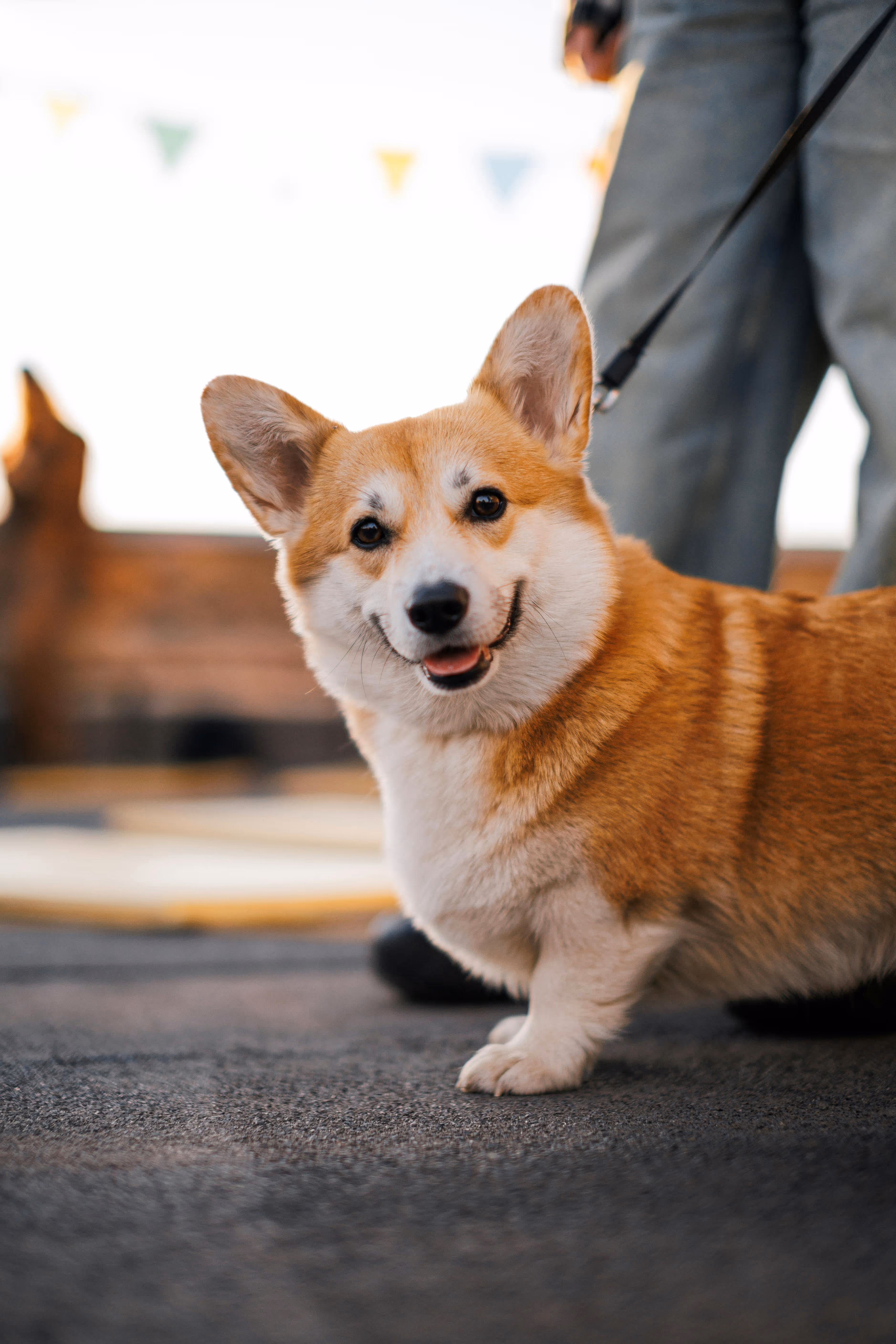 Happy corgi on a leash outdoors
