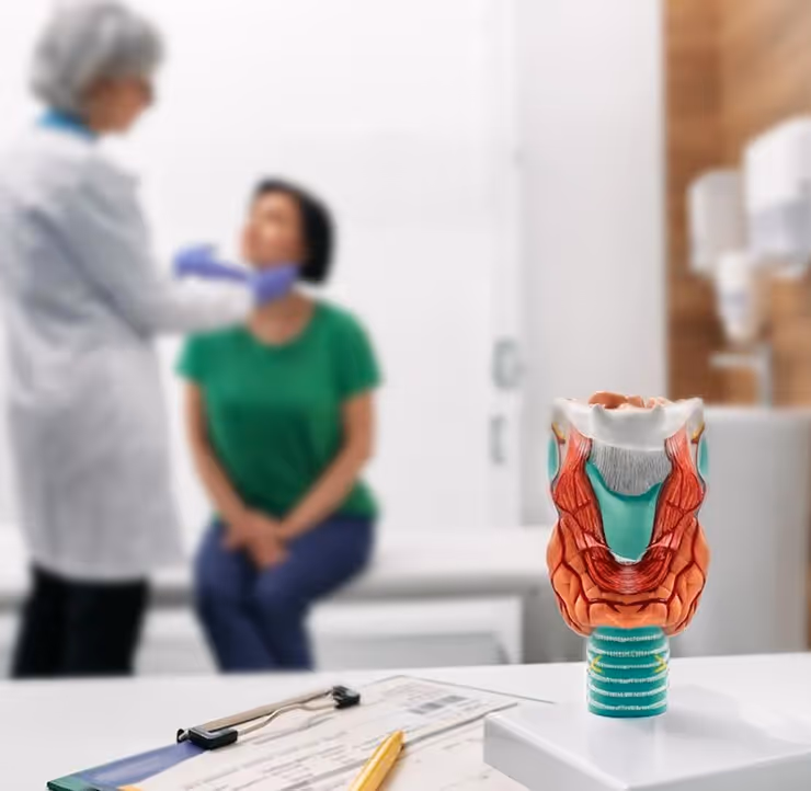 Model of a human thyroid gland on a table with a doctor examining a seated patient in the background of a medical clinic.
