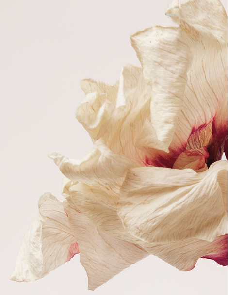 Funerals & Memorials