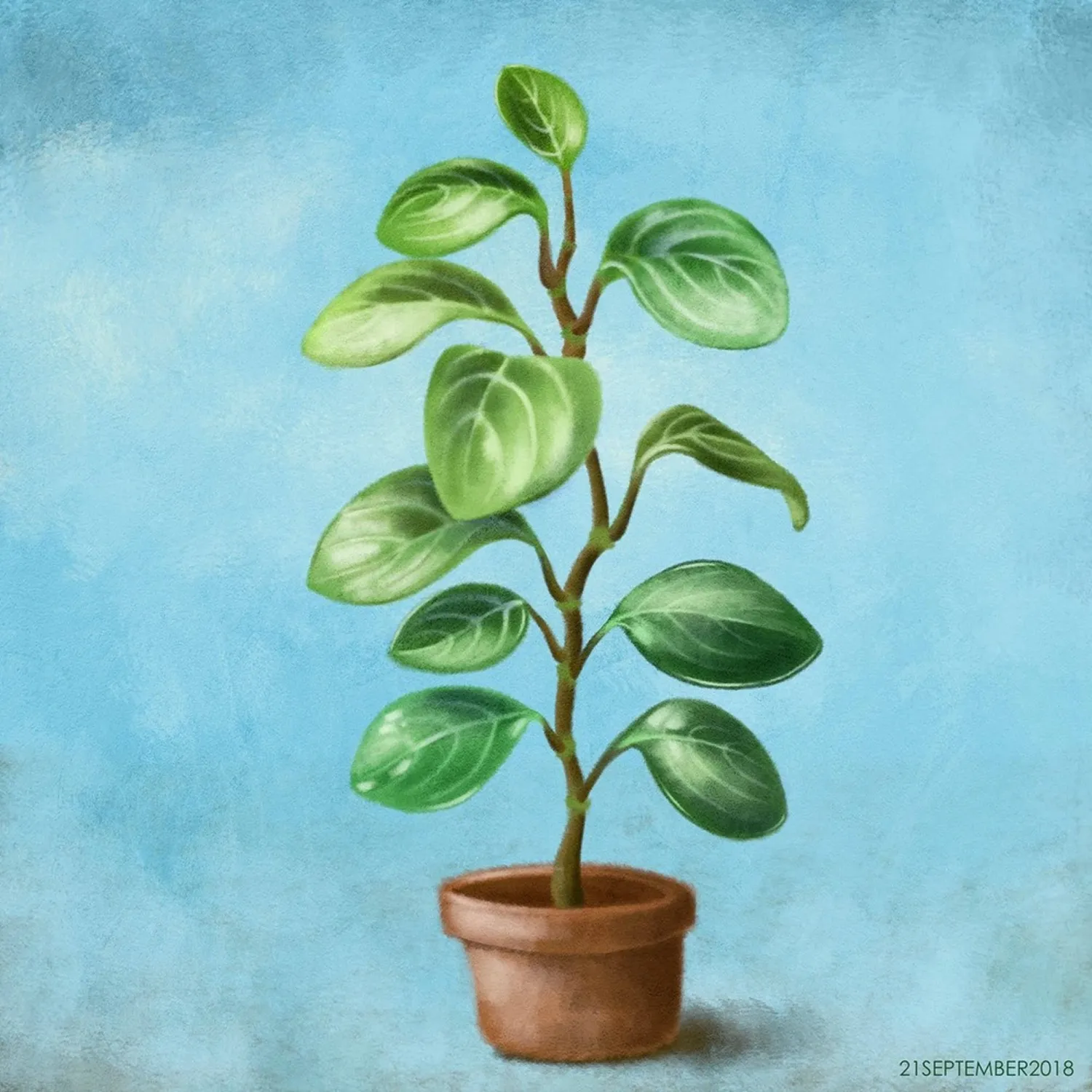 Plants, Illustrative Studies: Nature & Environment