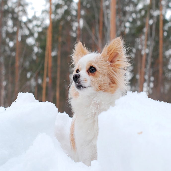 image of various pet food brands on shelves