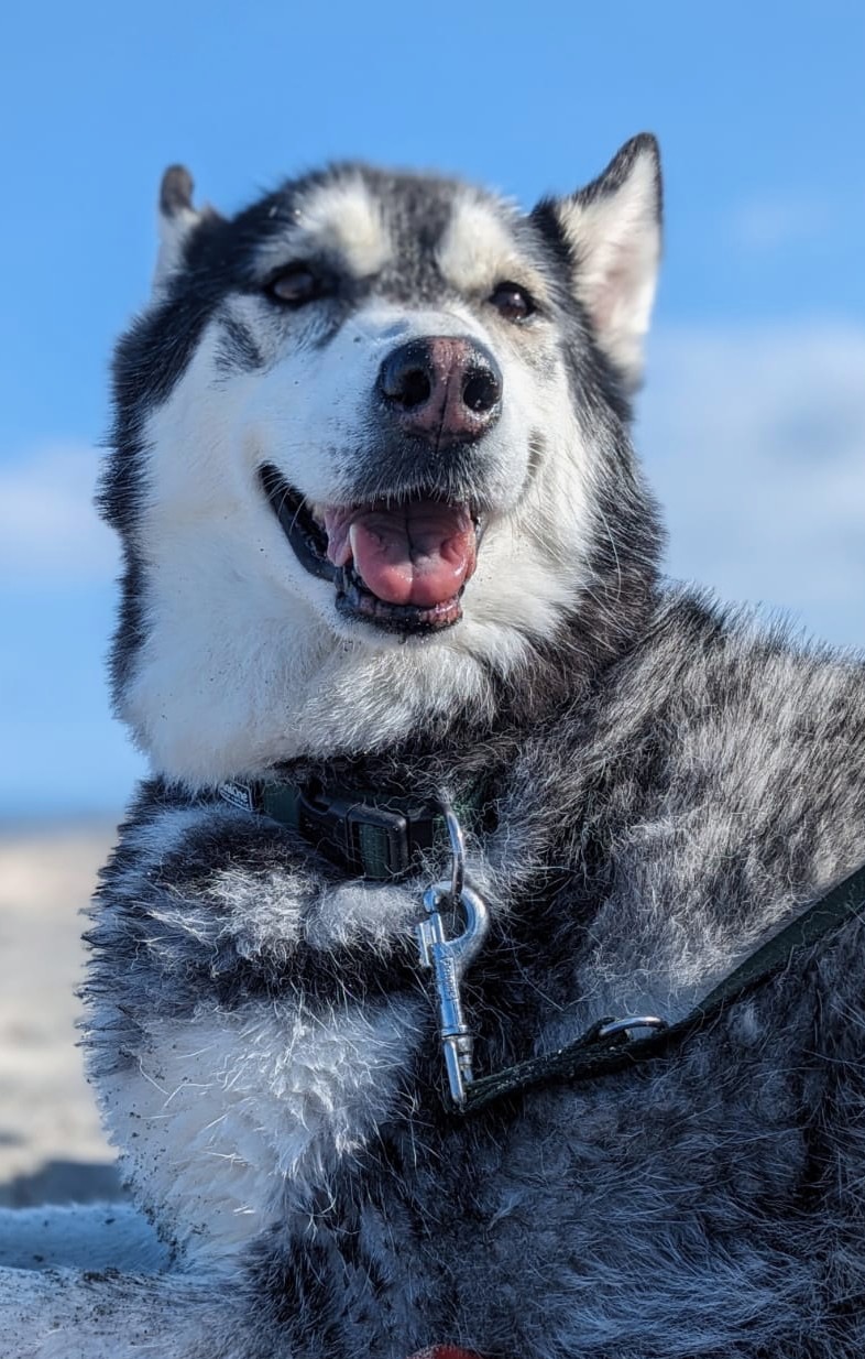 image of a vet holding a rescued pet