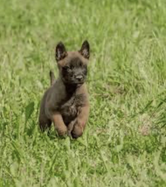 image of a vet holding a rescued pet