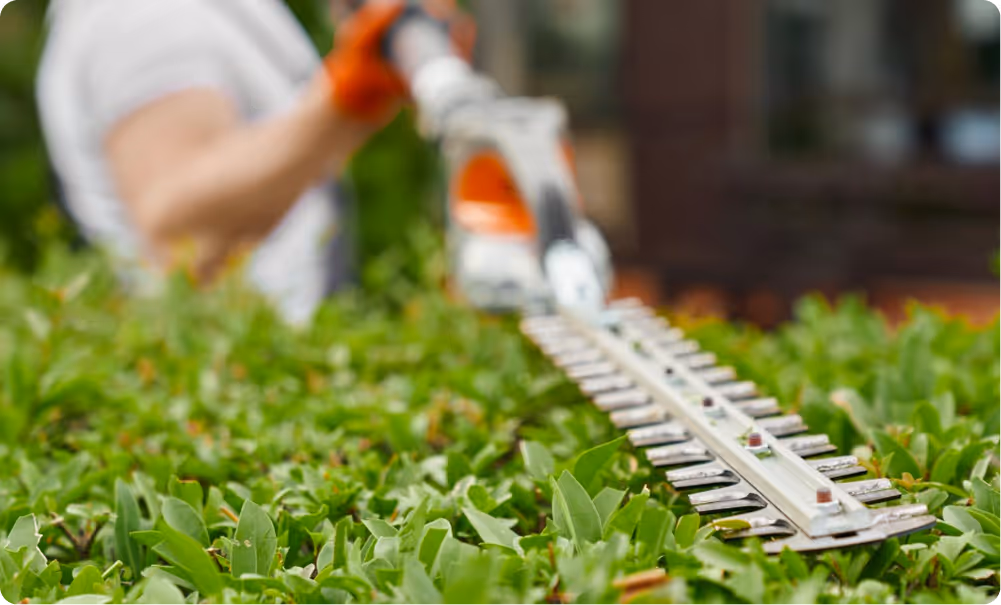 Person using an orange and white hedge trimmer to trim green bushes.