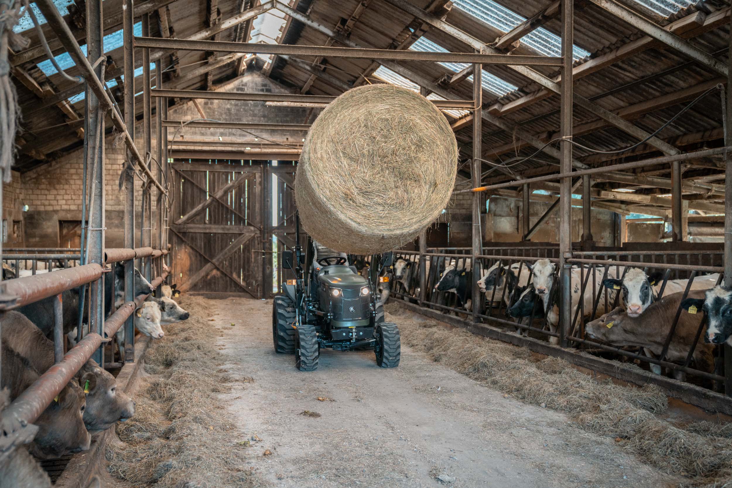 Traktor transportiert im Stall eine große Rundballen-Heuballen, während Kühe in ihren Boxen stehen.