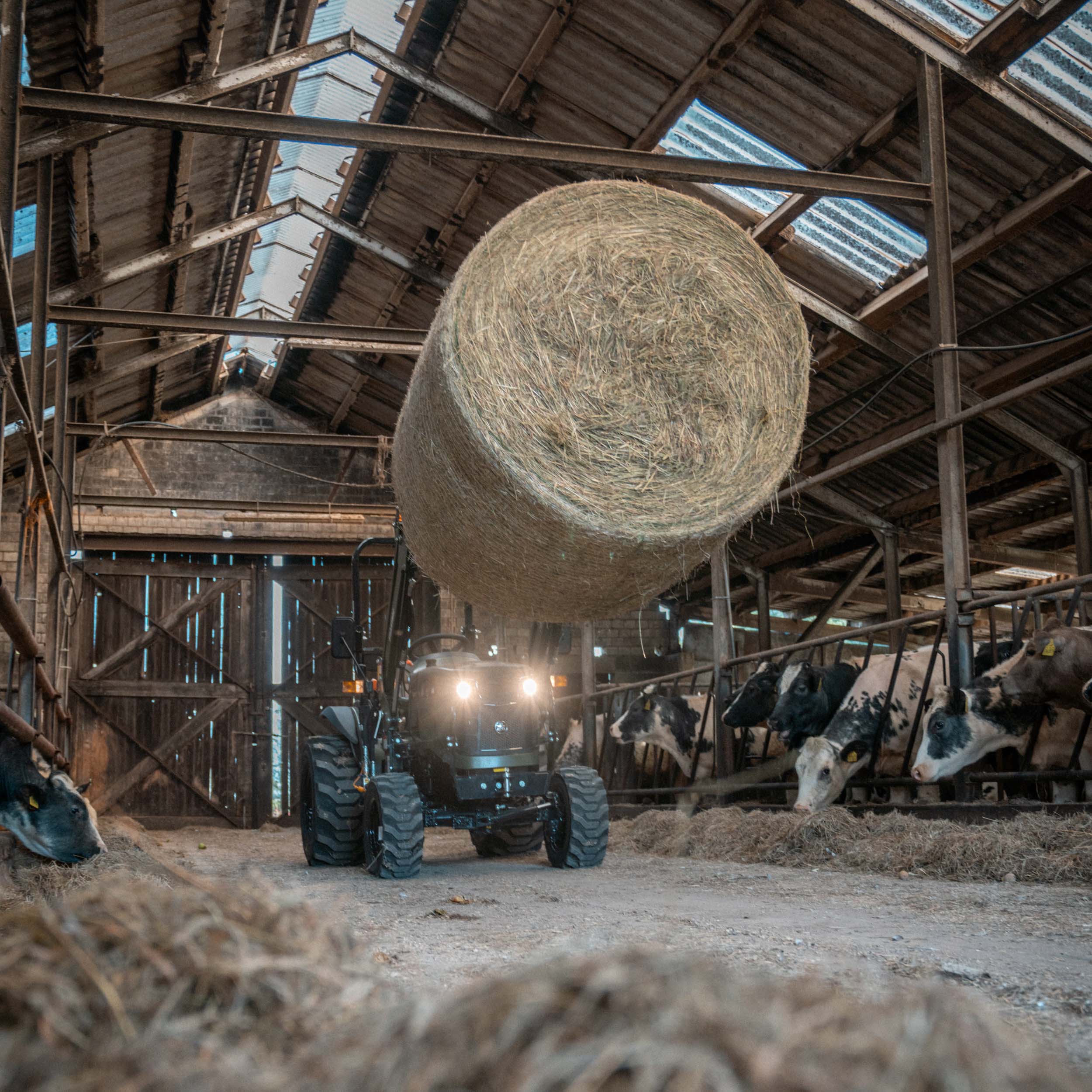 Traktor in einem Stall hebt einen großen Rundballen Heu, während Kühe auf der rechten Seite fressen.