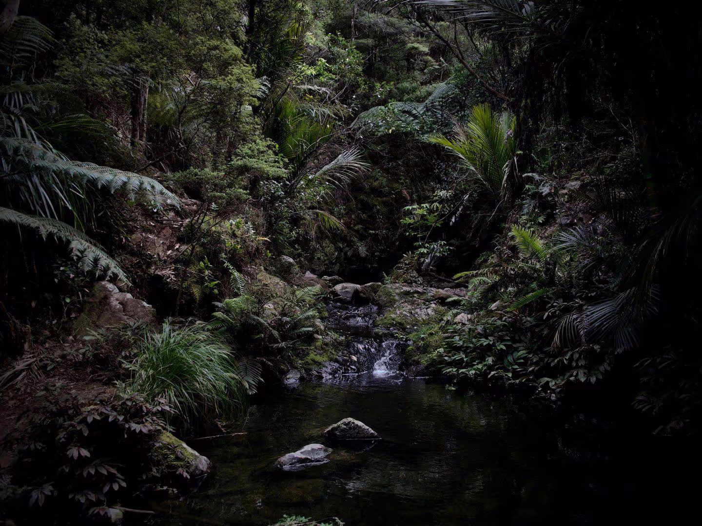 A serene, dimly lit forest scene featuring lush greenery, a small stream, and smooth stones amidst the tranquil surroundings.