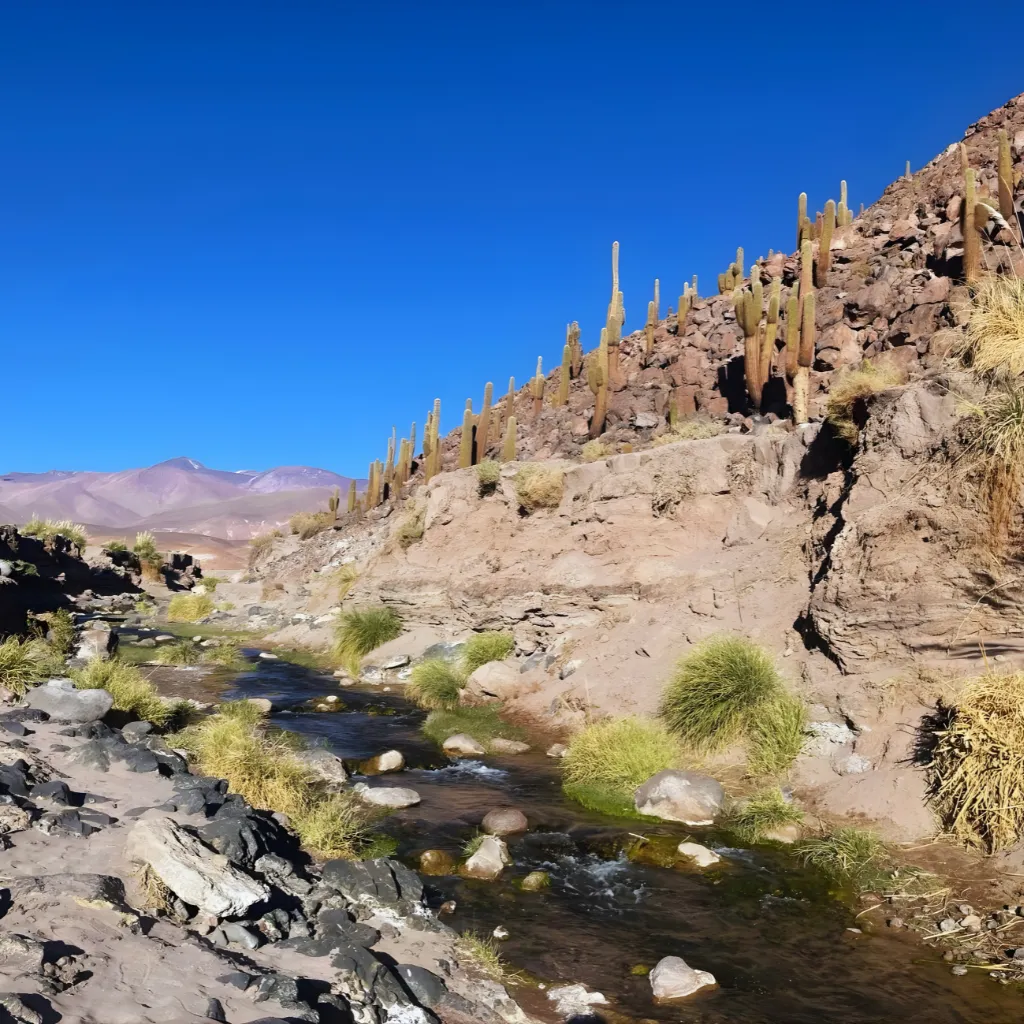Río poco profundo que fluye entre rocas y pequeños arbustos con cactos en una ladera árida bajo un cielo azul claro en San Pedro de Atacama