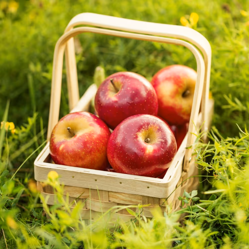 Basket filled with red apples placed on green grass outdoors.