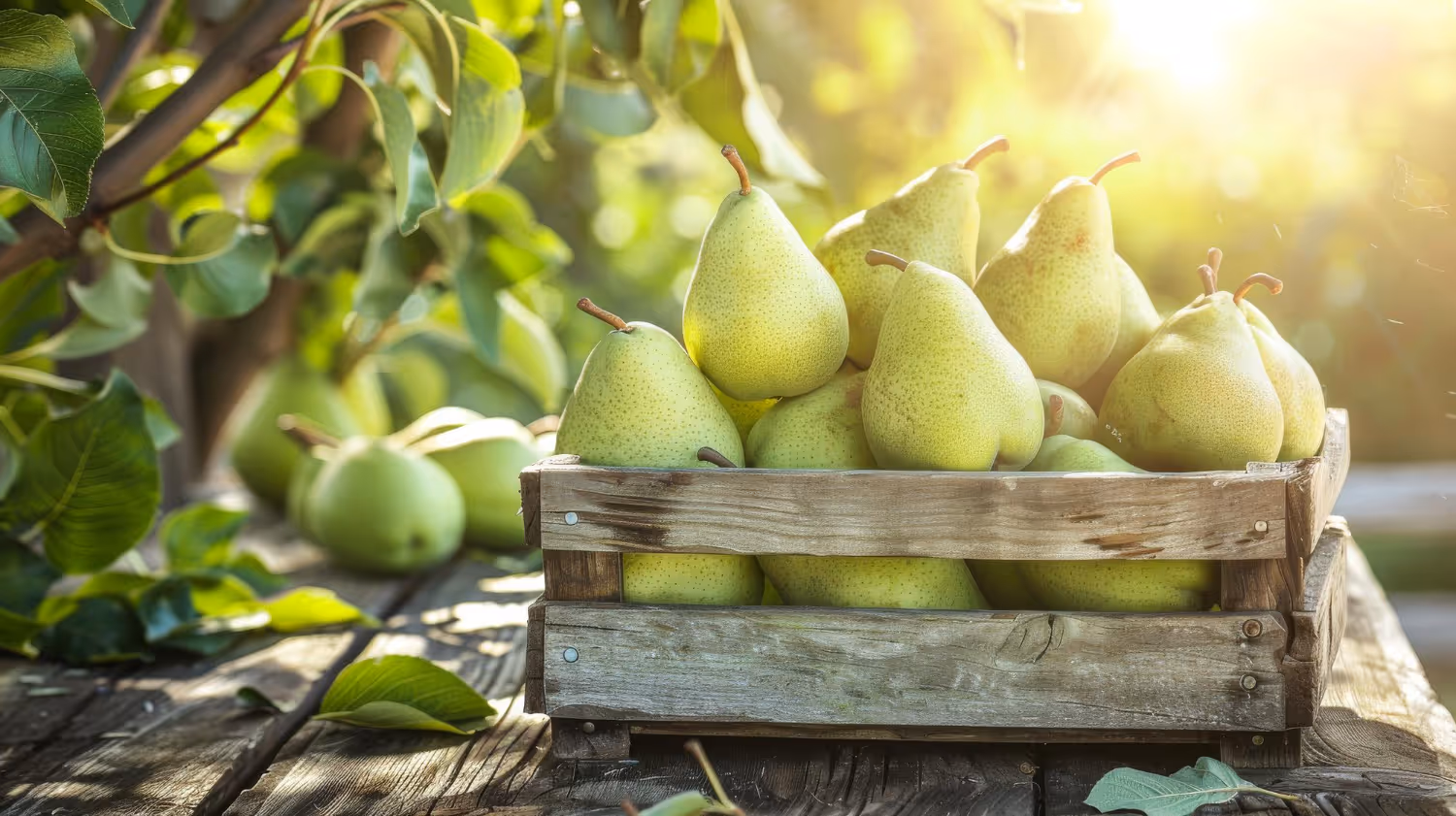 Wooden crate filled with green pears on a rustic wooden table under sunlight.