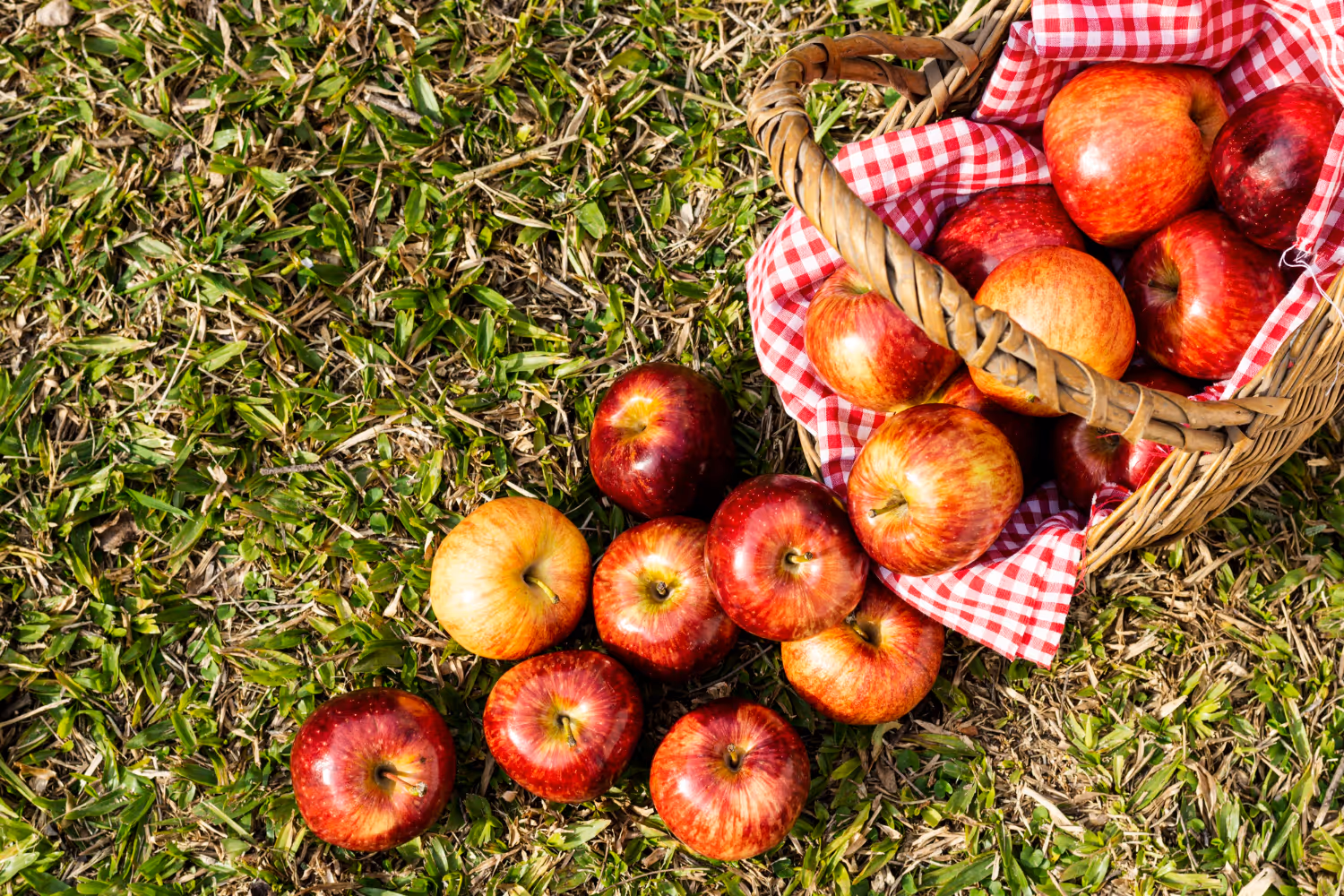Basket lined with red and white checkered cloth overflowing with red and yellow apples on green grass.