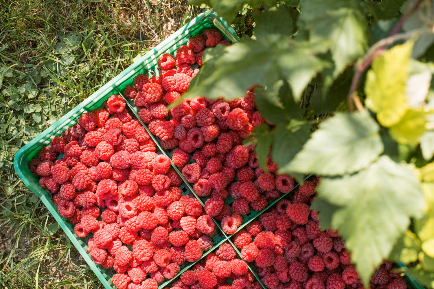 Green basket filled with fresh red raspberries resting on grass with raspberry plant leaves partially visible.