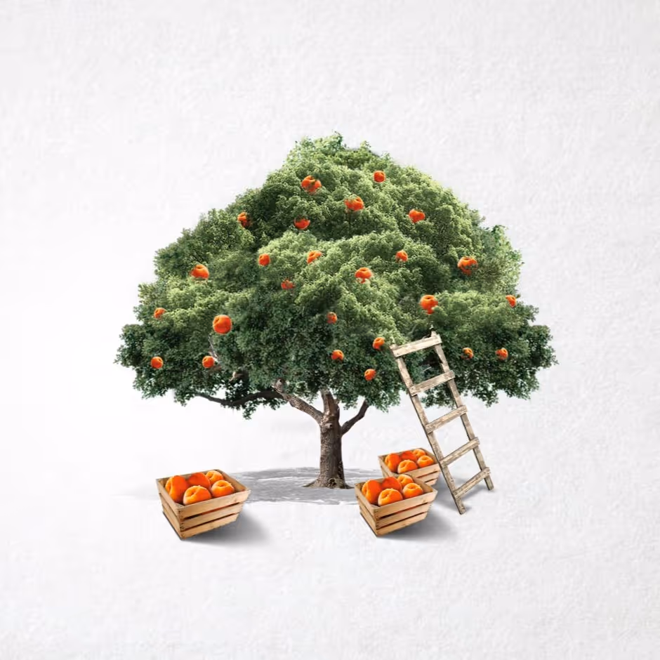 A peach tree with ripe peaches, three crates filled with peaches, and a wooden ladder leaning against the tree.