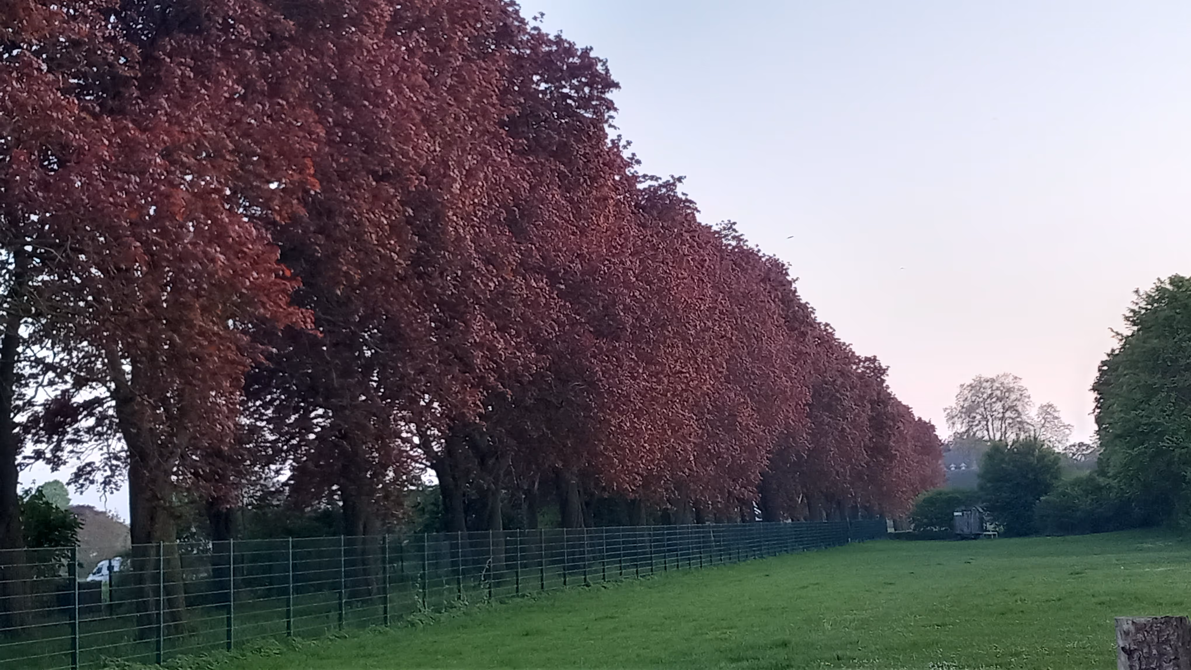 Rotahorn-Allee im Sommer