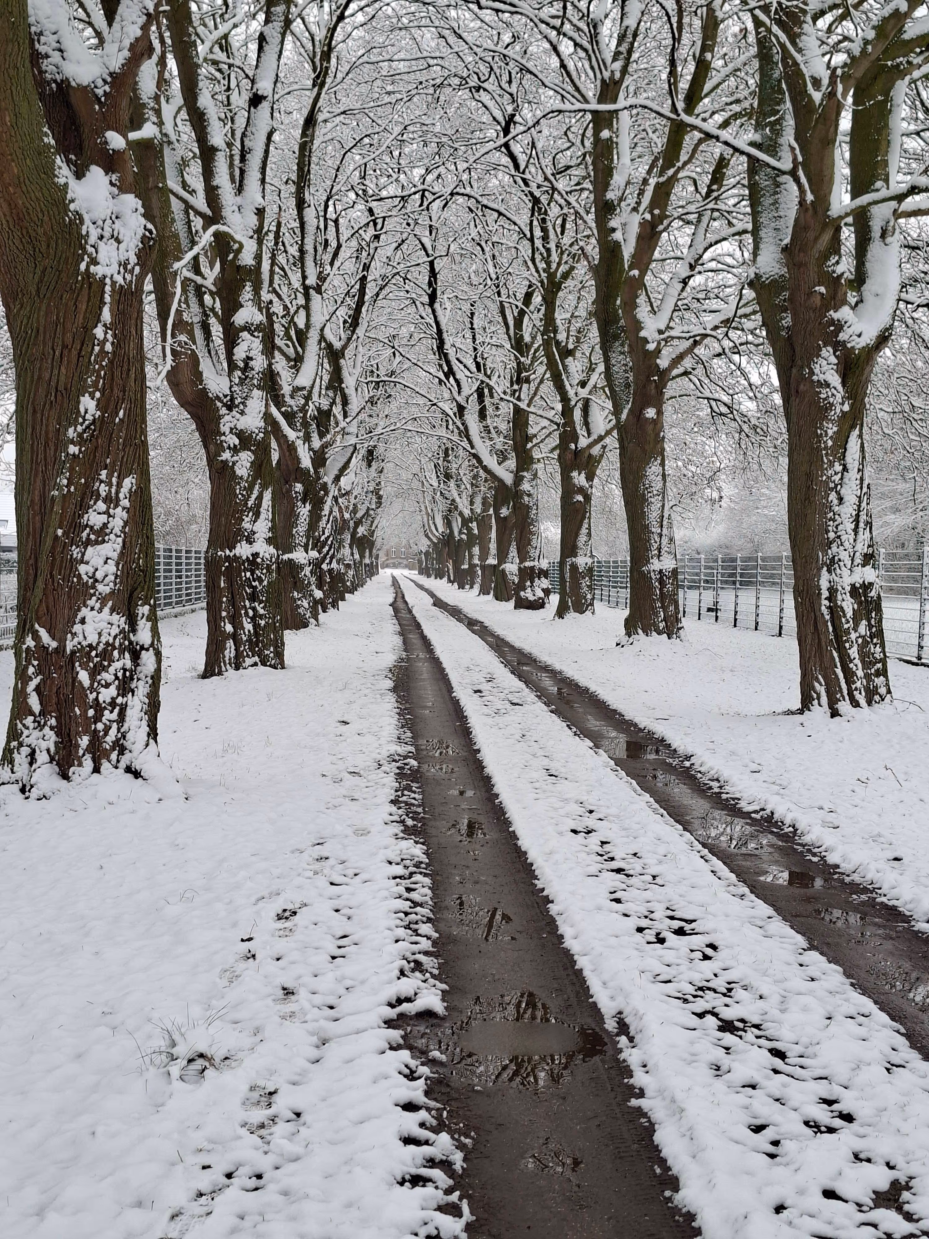 Rotahorn-Allee im Winter