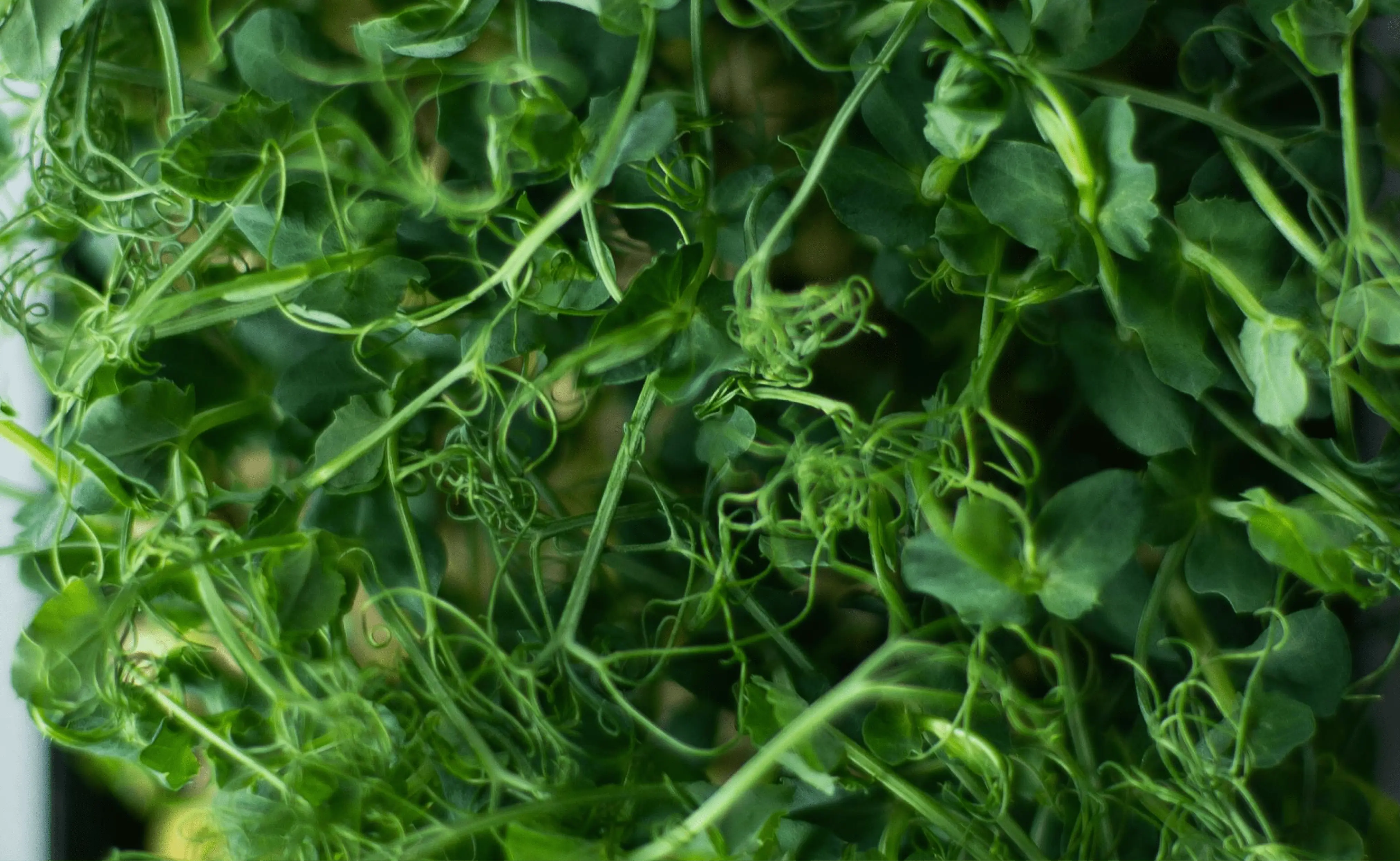Close-up of vibrant, green microgreens with delicate, curly stems and leaves, showcasing their lush and fresh appearance.