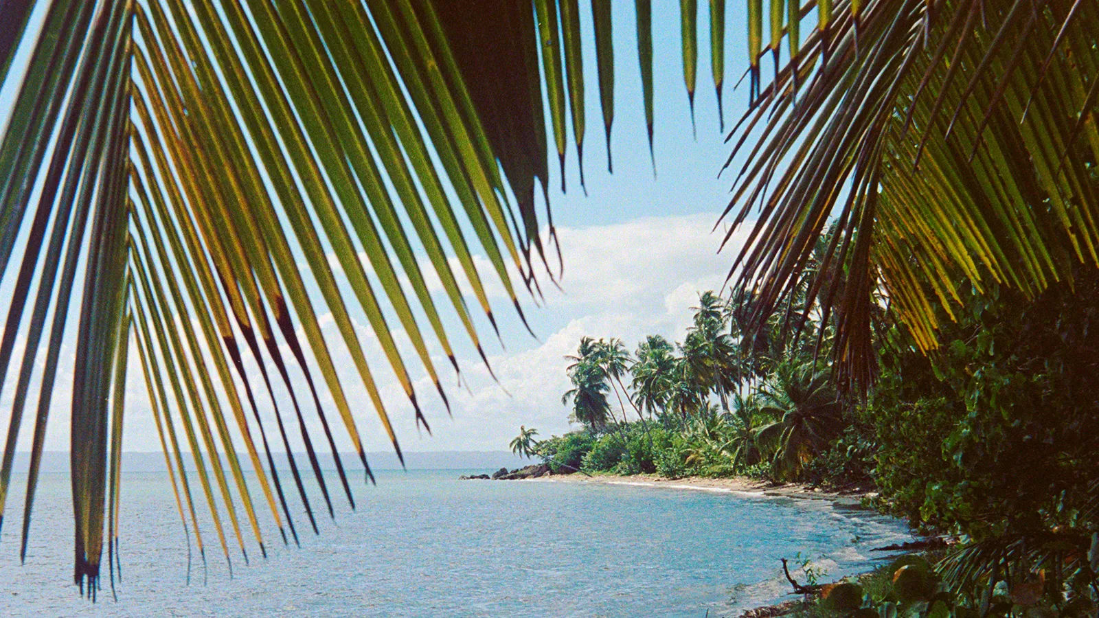 A palm-fringed turquoise Caribbean beach viewed through overhanging palm fronds