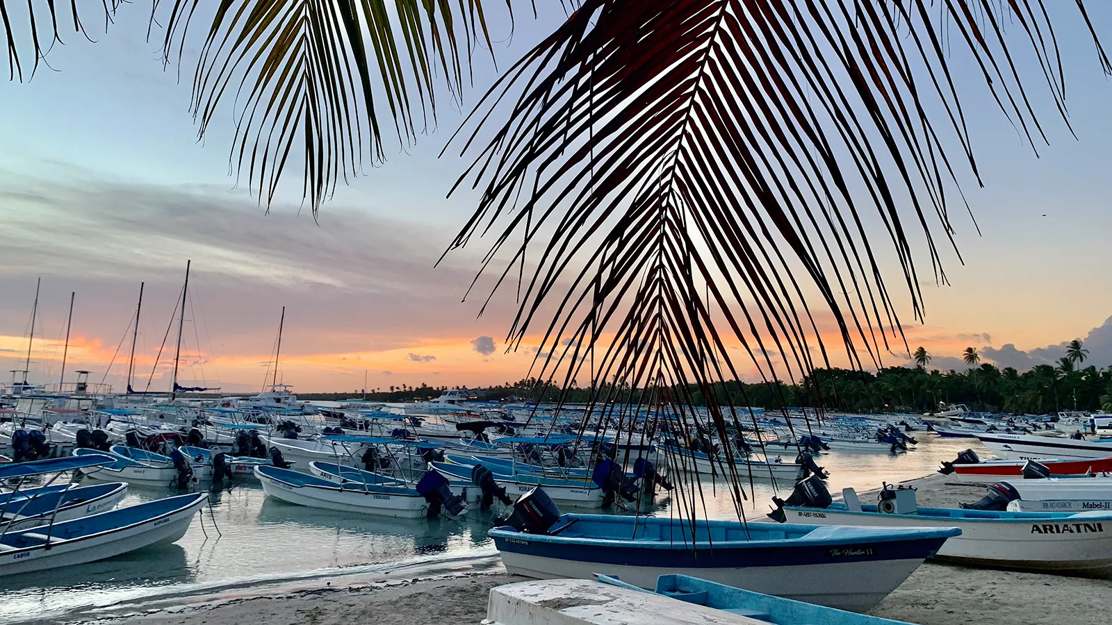 Fishing boats moored in Bayahibe harbor at dusk, framed by overhanging palm fronds