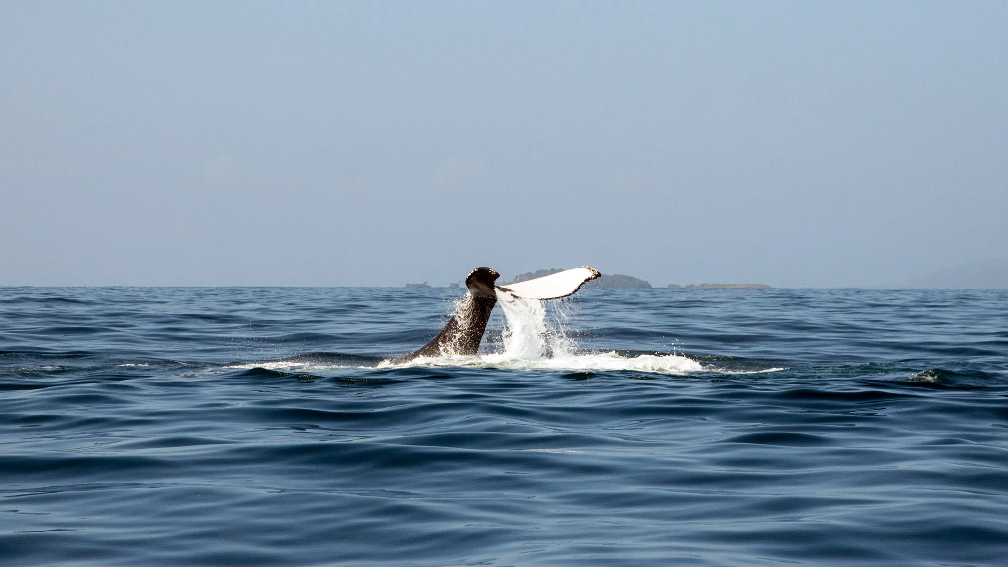 A humpback whale's tail breaking the ocean surface during a whale-watching trip in Samaná Bay, Dominican Republic