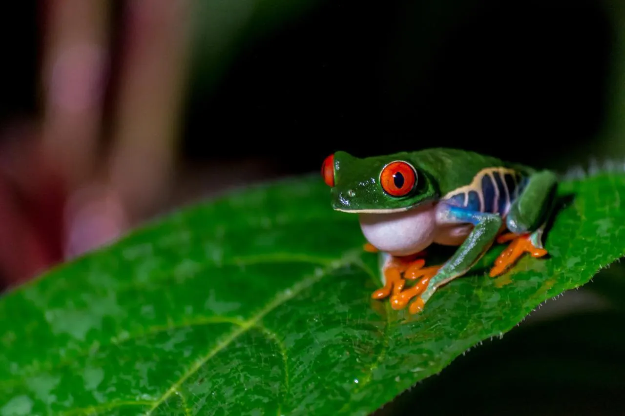 A red-eyed tree frog perched on a leaf in Costa Rica