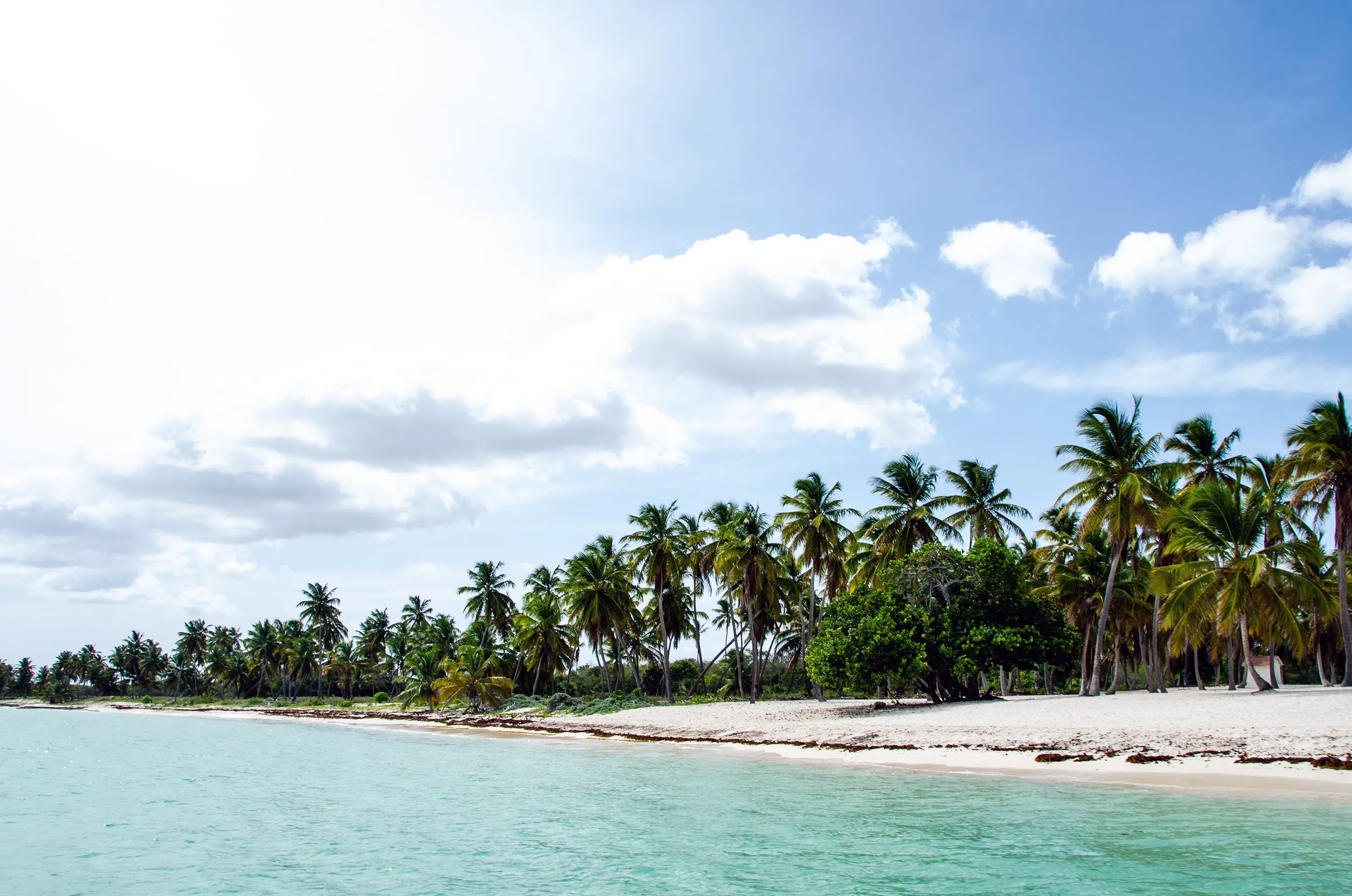 A palm-lined Caribbean beach under a bright, partly cloudy sky in the Dominican Republic