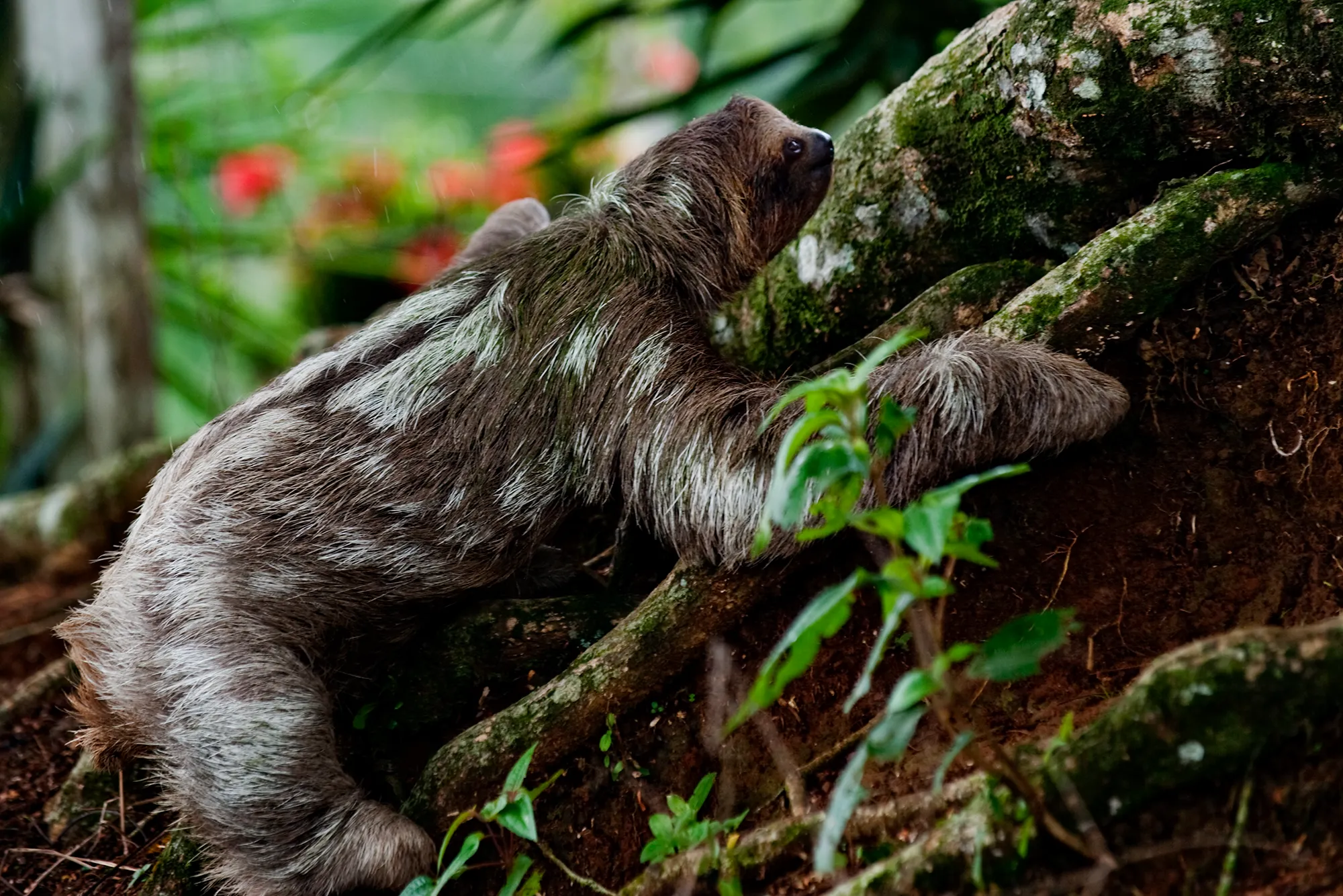 A sloth climbing along a tree branch in Costa Rica