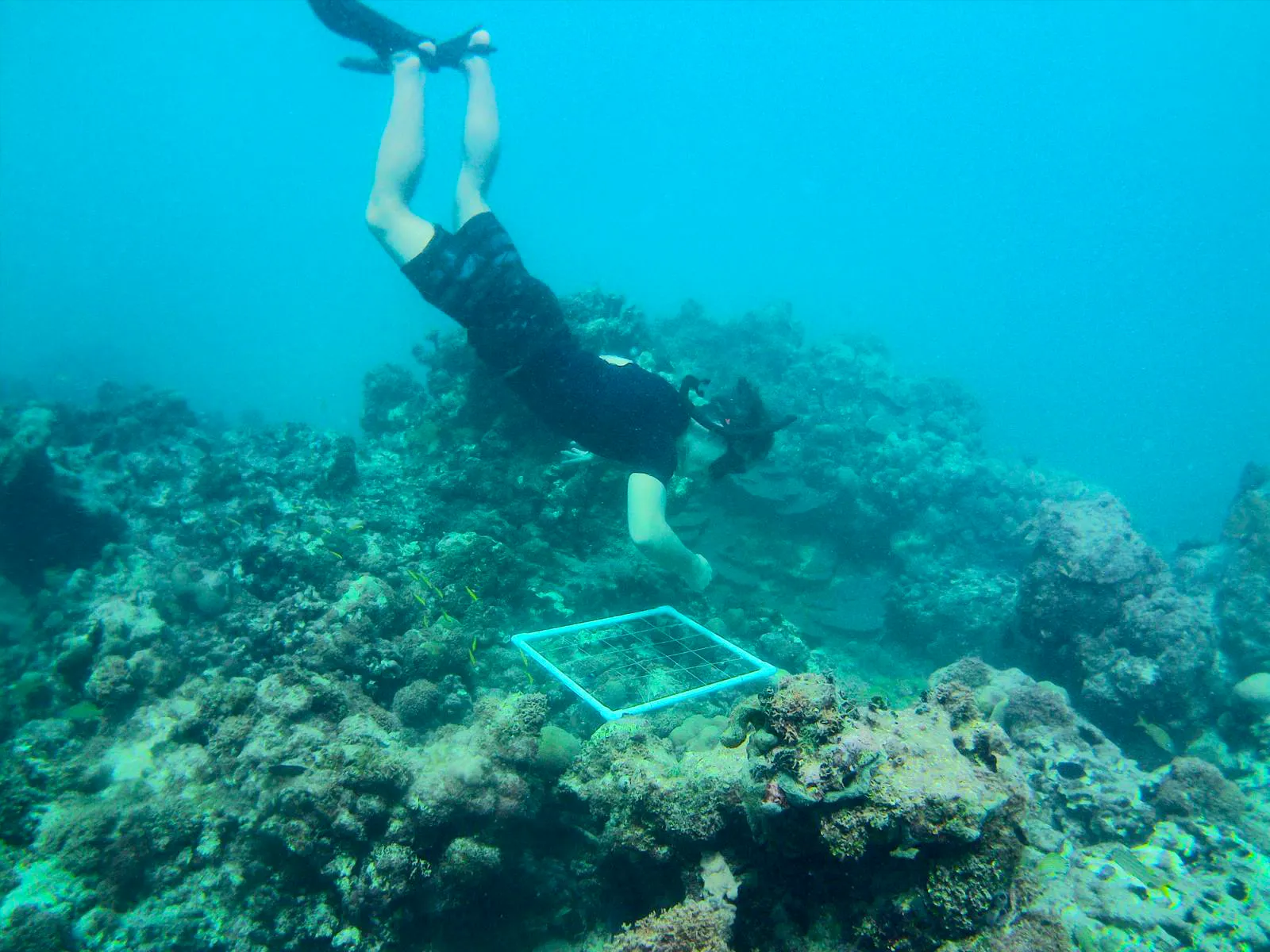 A snorkeler surveying a coral reef underwater in the Dominican Republic