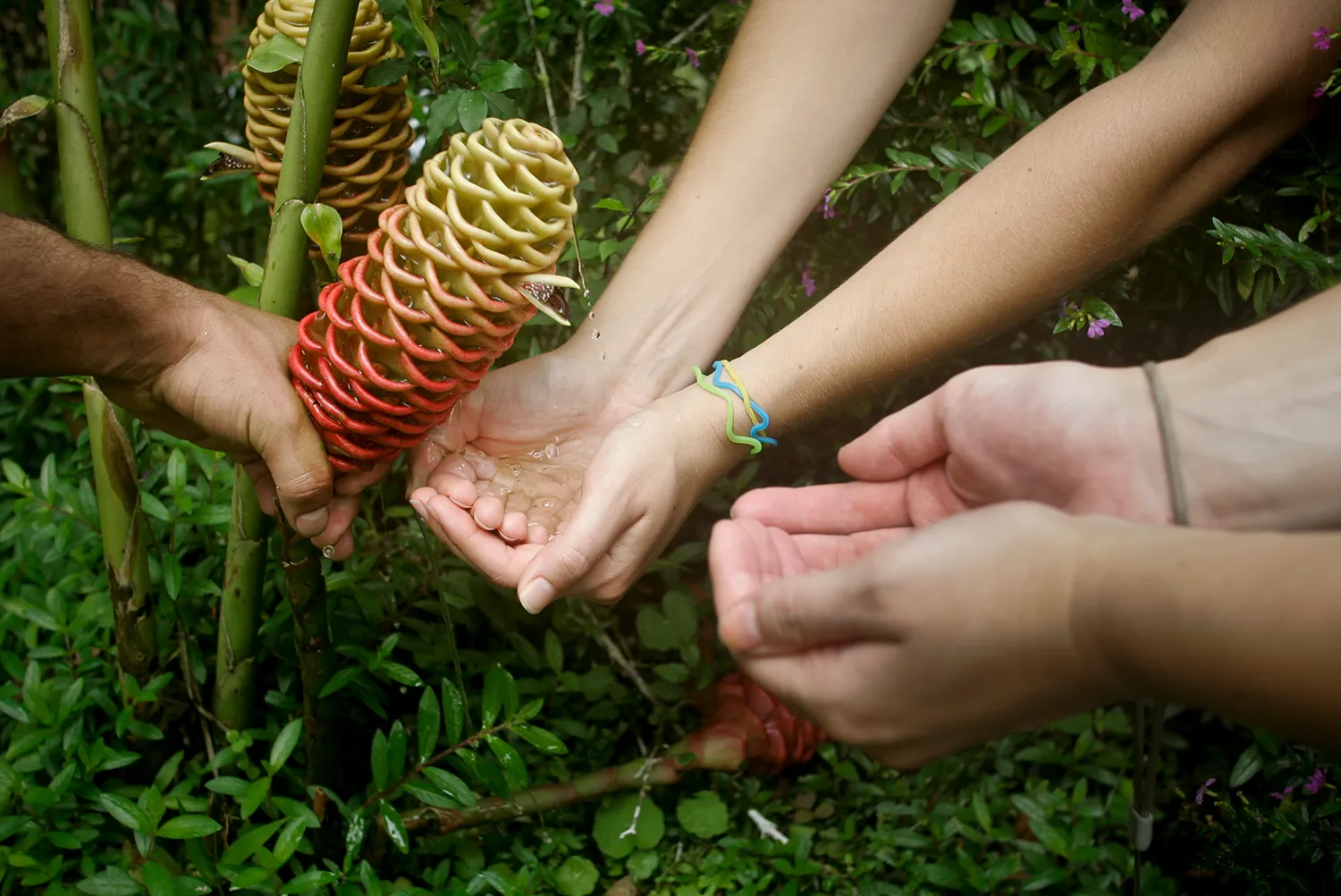 A person showing a red ginger flower and seeds to travelers in Costa Rica