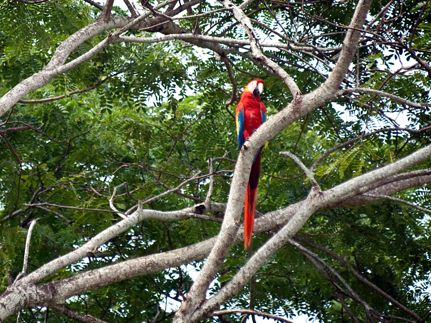 A scarlet macaw perched on a tree branch near the coast in Costa Rica