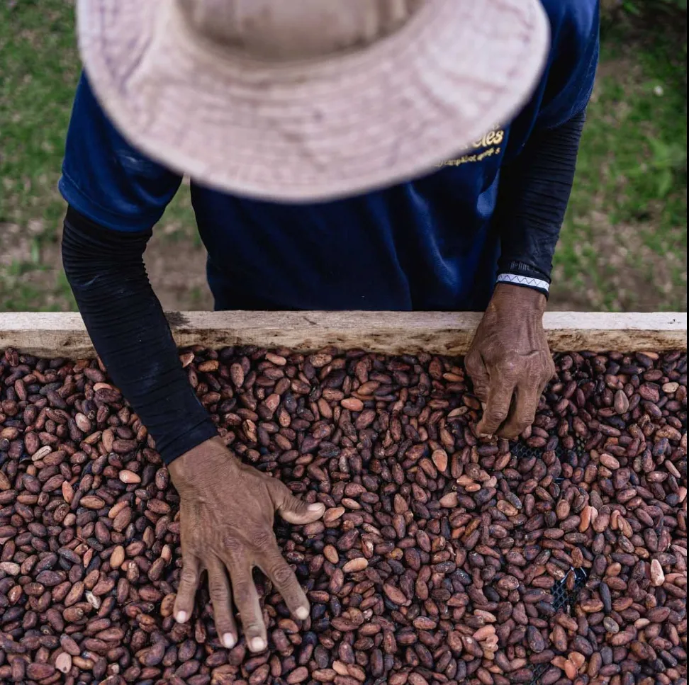 Hands sorting drying cacao beans in Costa Rica