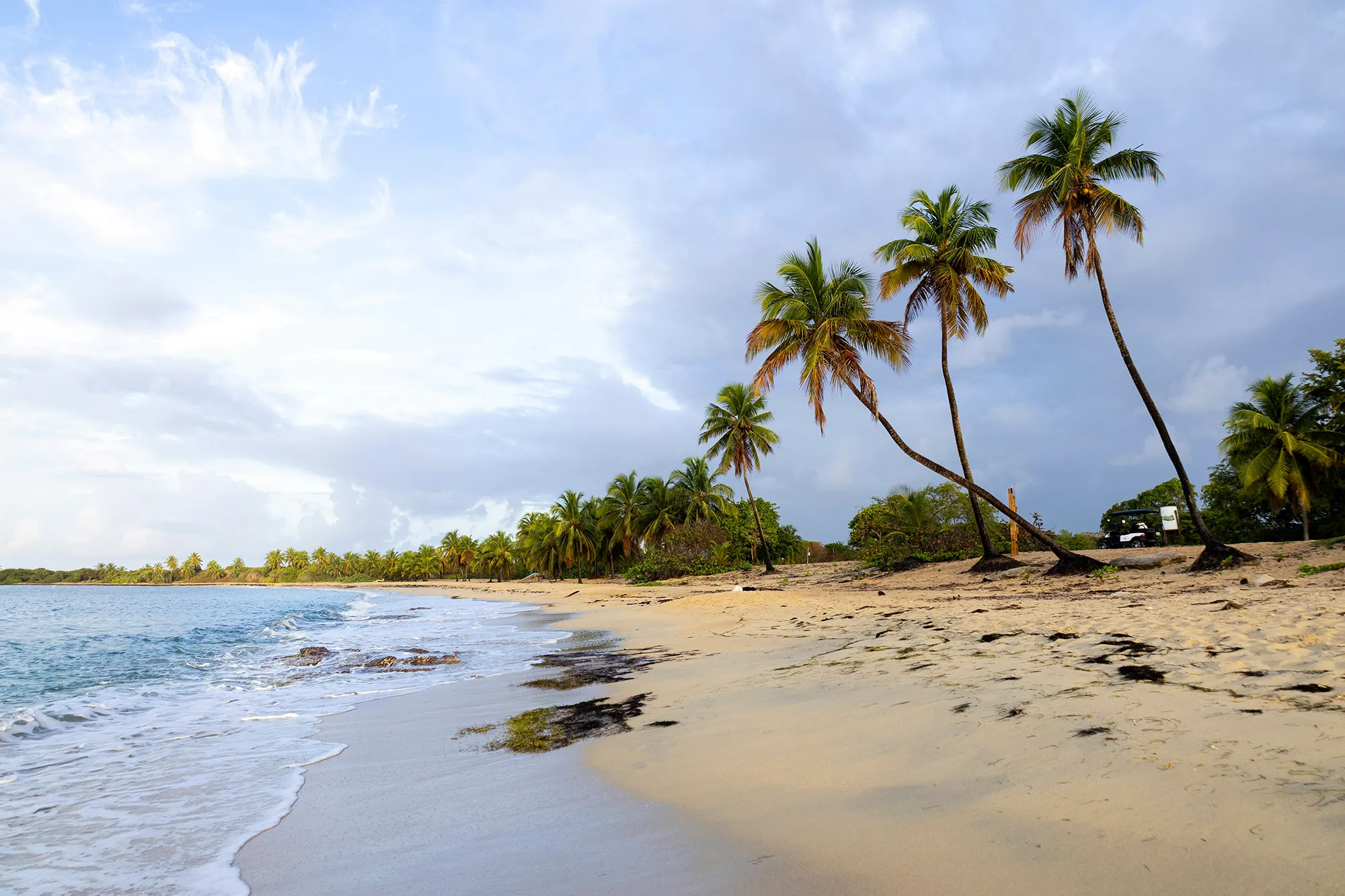 A palm-lined beach with leaning palms under a cloudy sky on Vieques, Puerto Rico