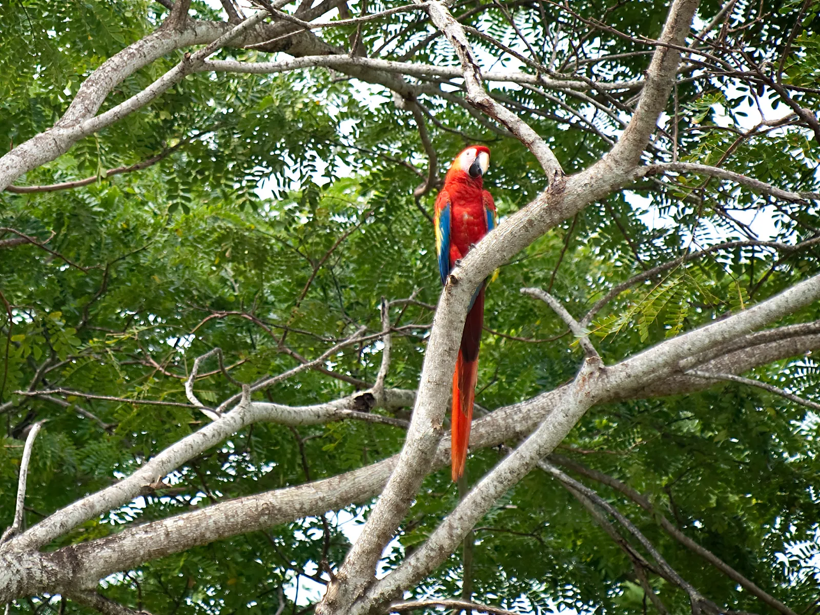 A scarlet macaw perched in a tree in Costa Rica