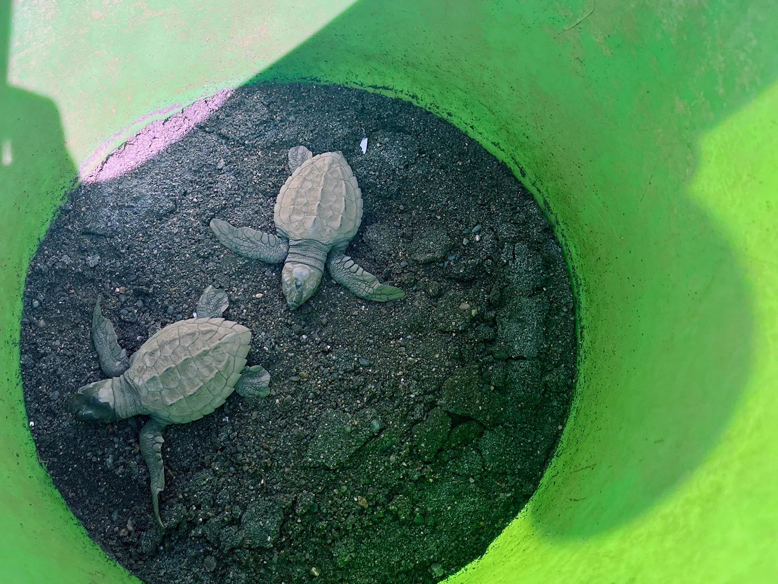 Sea turtle hatchlings on dark sand during a conservation release in Costa Rica