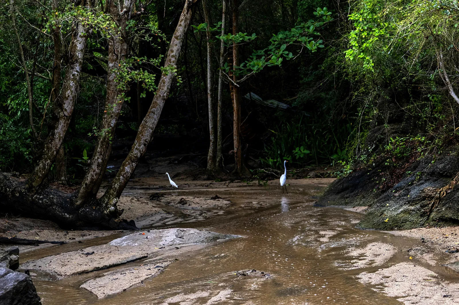White egrets wading in a mangrove forest in Puerto Rico