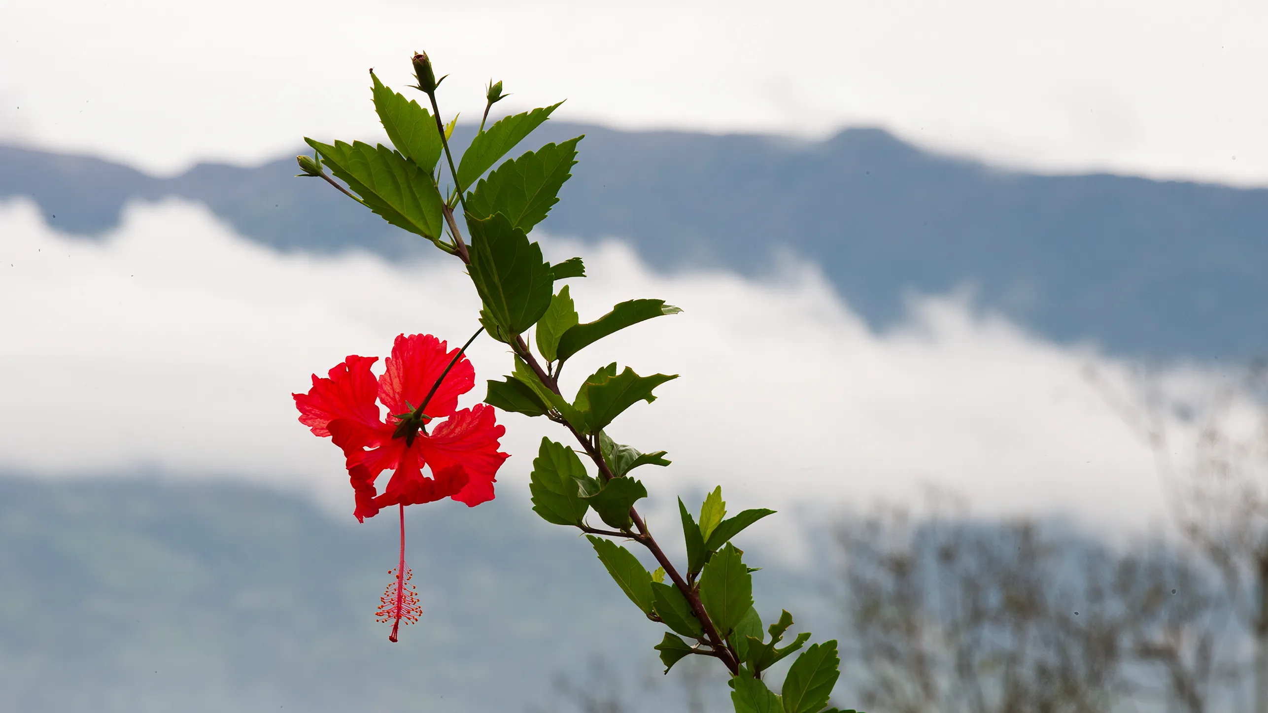 A red hibiscus flower against a cloudy sky in Costa Rica