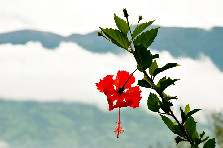 A red hibiscus flower against a pale sky in Costa Rica
