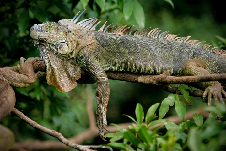 A green iguana resting on a tree branch in Costa Rica