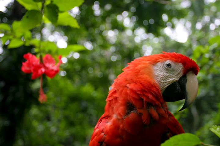 A scarlet macaw perched beside a red hibiscus flower in Costa Rica