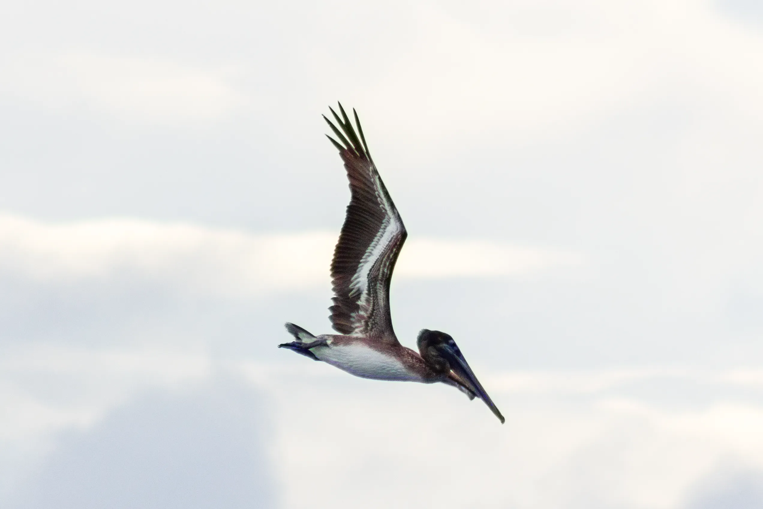 A seabird gliding over the water in Puerto Rico