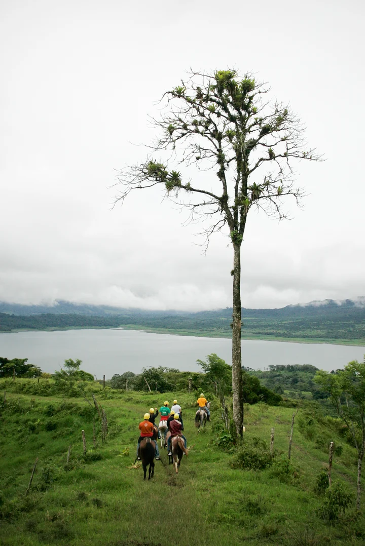 A lone tree in a misty field with mountains in the distance in Costa Rica